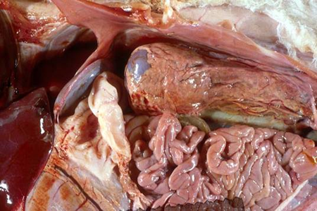 abdominal cavity stillborn lamb